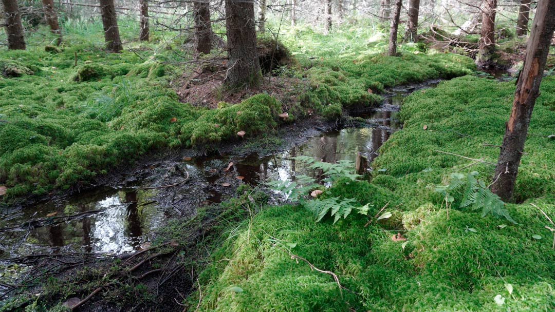 Yhdessä vesiluonnon puolesta – Image Wear mukana suojelemassa sisävesiä